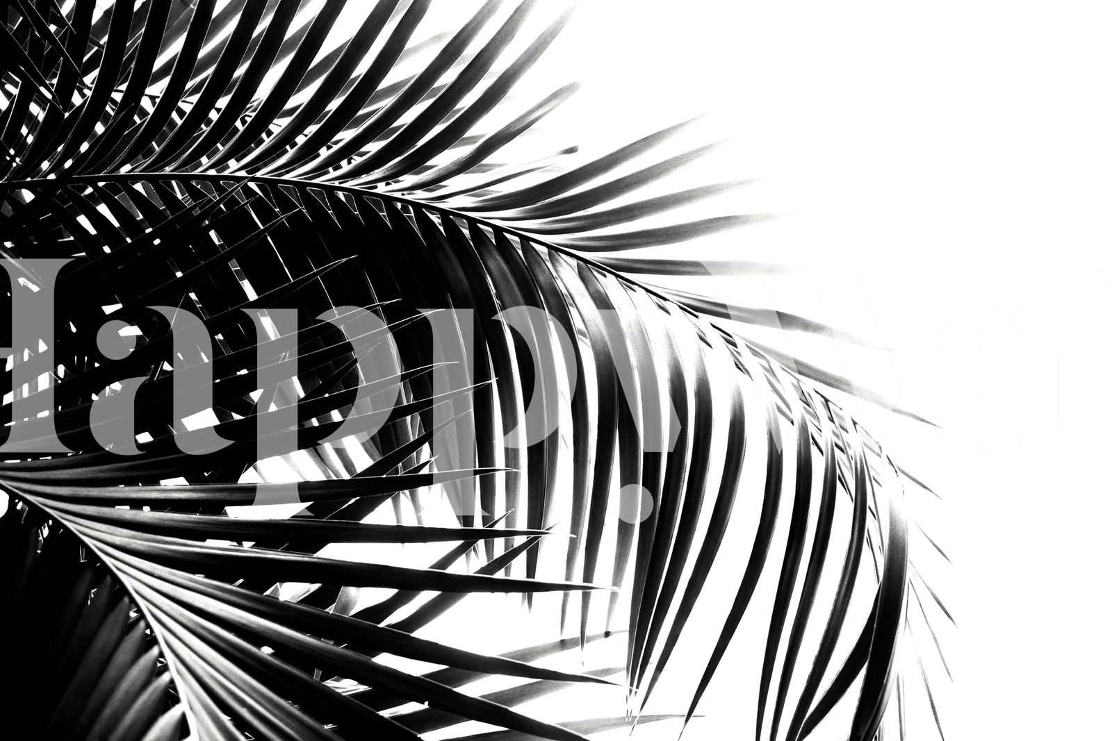 Palm Leaves Black White Wallpaper Bring Nature Inside Happywall