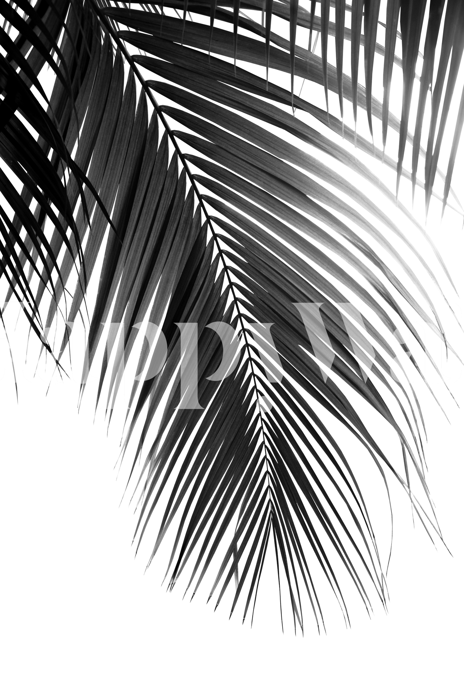 Palm Leaves Black White 5A Wallpaper Buy Online Happywall