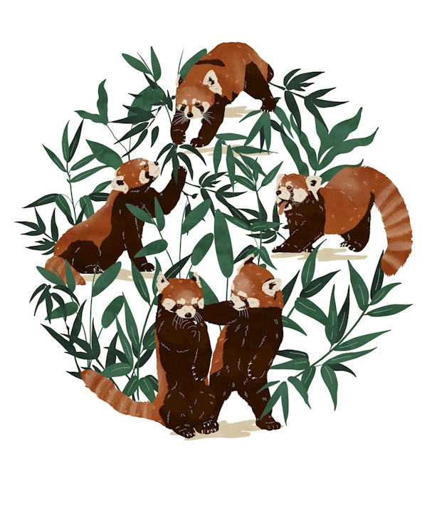 Red Panda Playtime