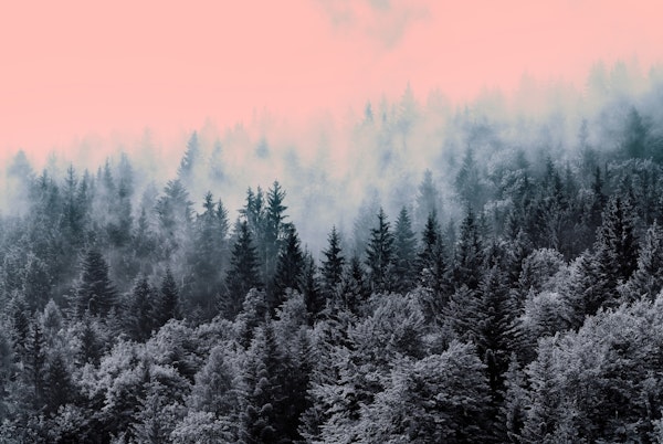 Twilight Forest Haze