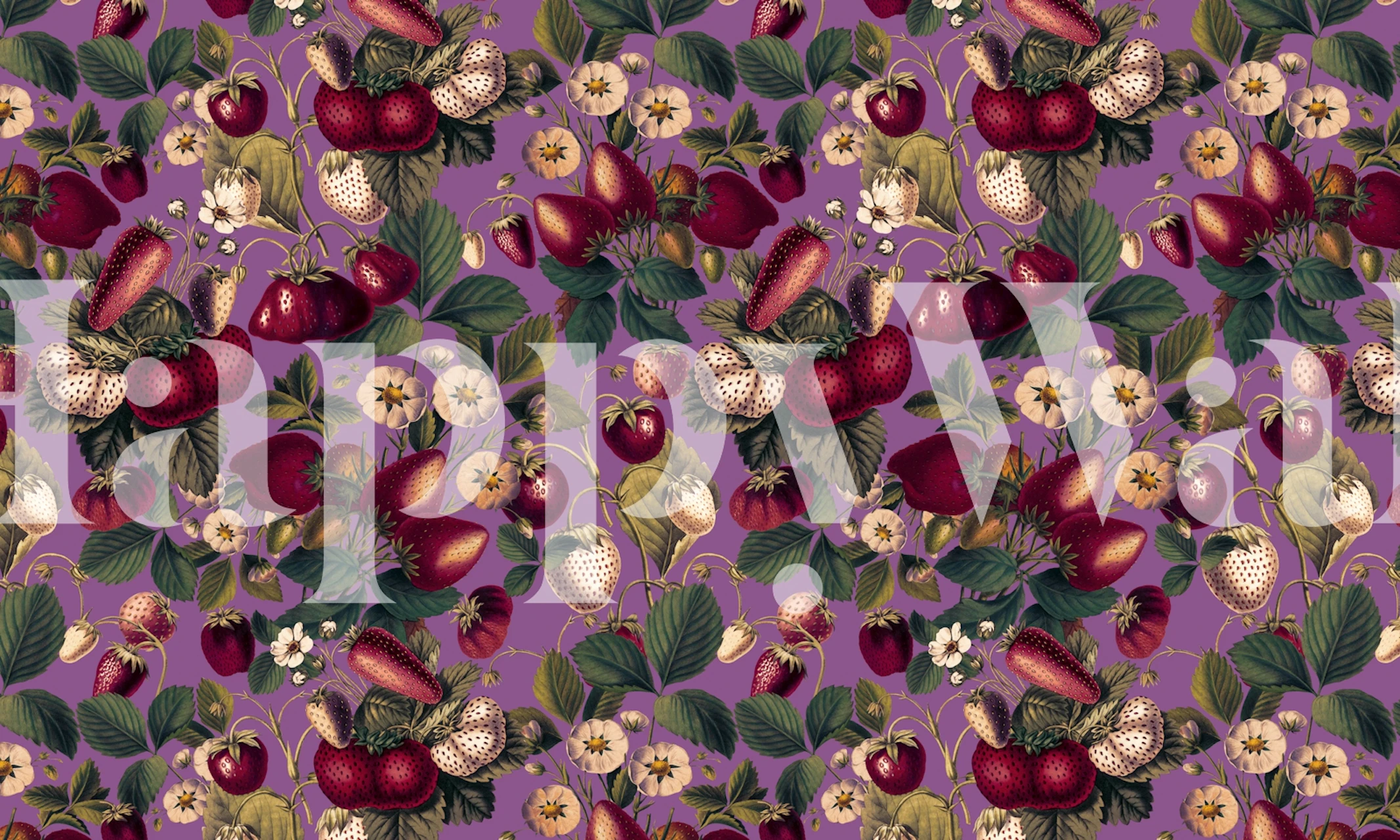 Red strawberries and white flowers on purple background wallpaper
