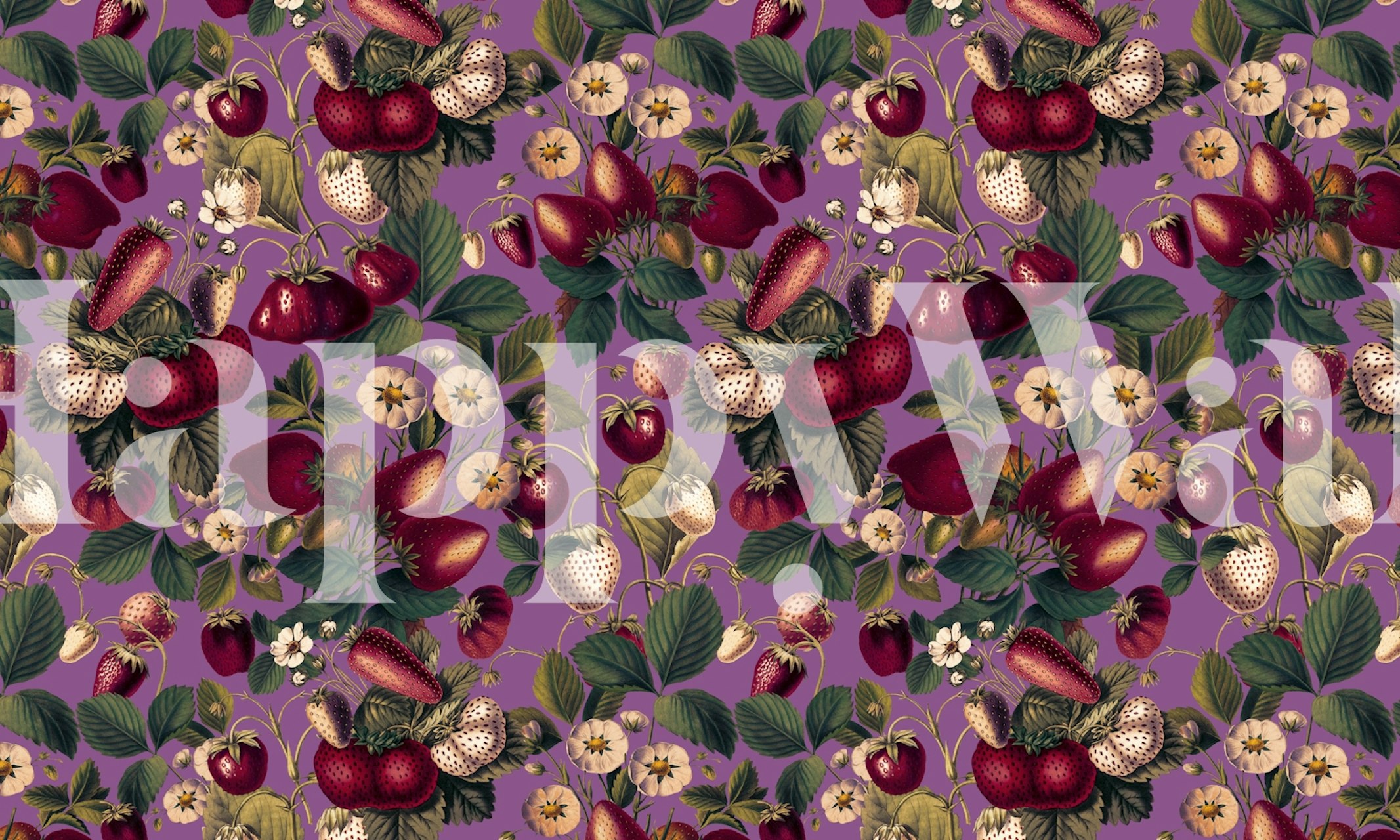 Red strawberries and white flowers on purple background wallpaper