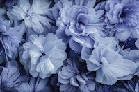 Floral Romance Vintage Nostalgia Light Blue tapeta