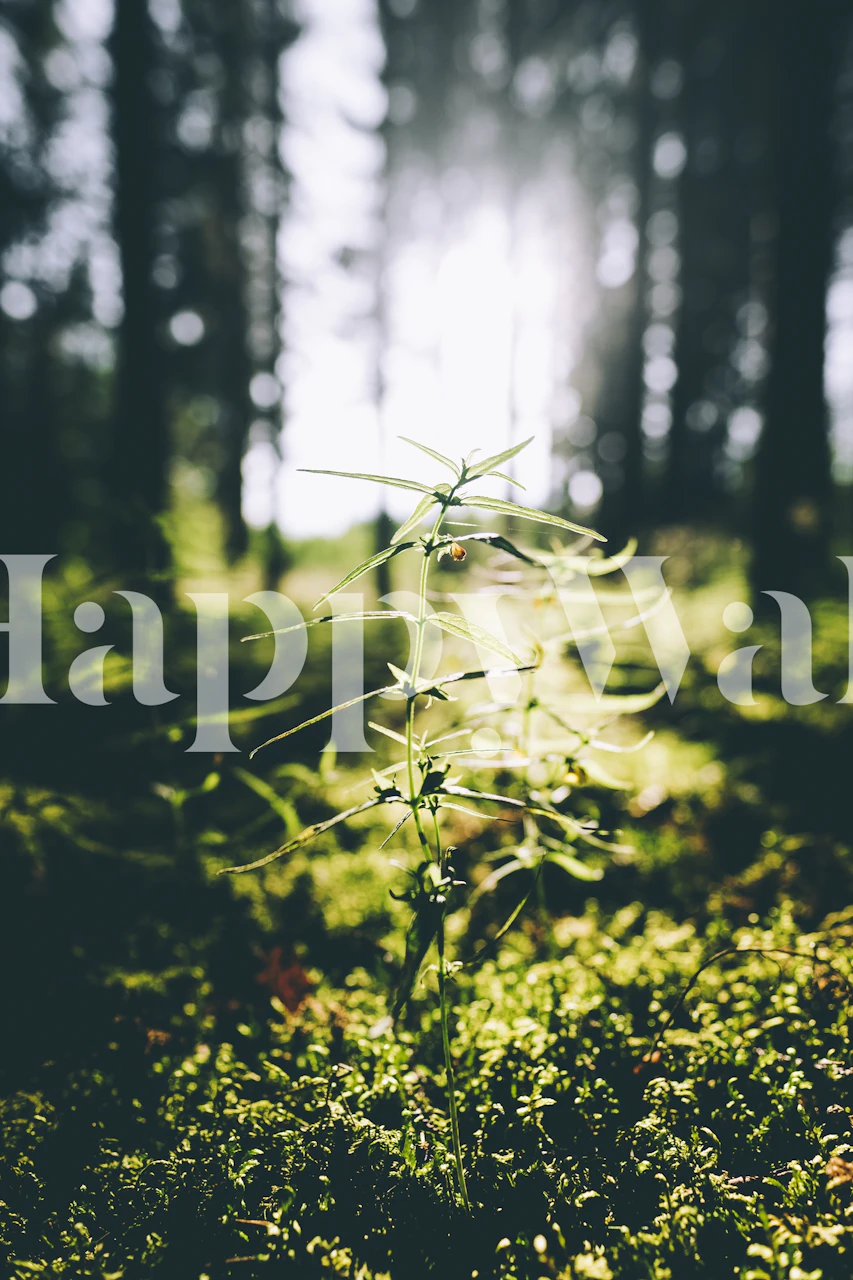 Lush green forest with sunlight filtering through trees wallpaper