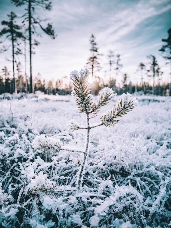 Winter Hälsingland, Sweden