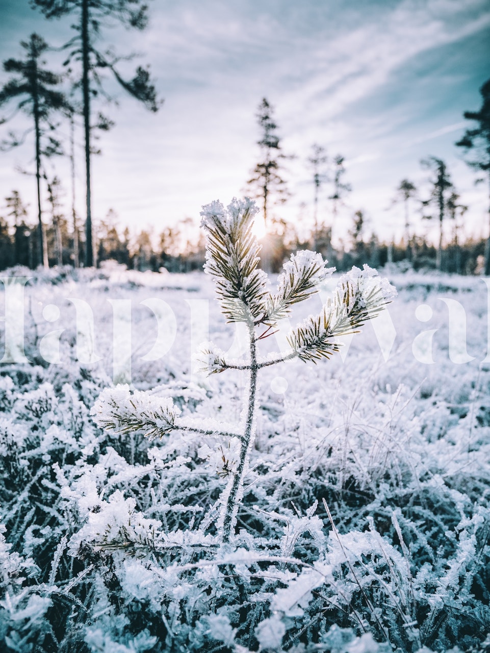 Snow-covered pine sapling in Hälsingland, Sweden wall mural