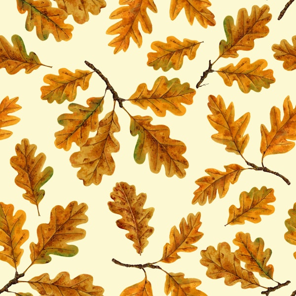 Autumnal oak leaves on off white