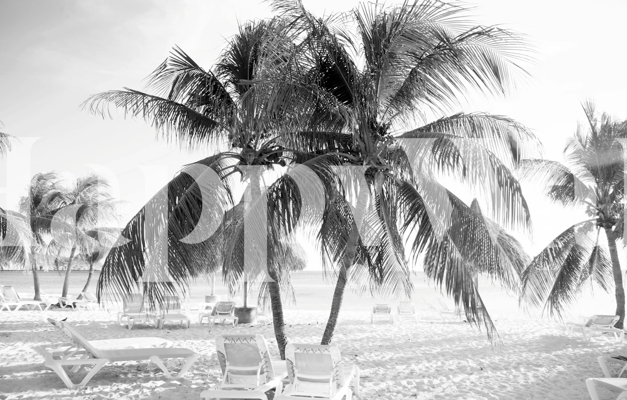 Caribbean Beach wallpaper mit Palmen