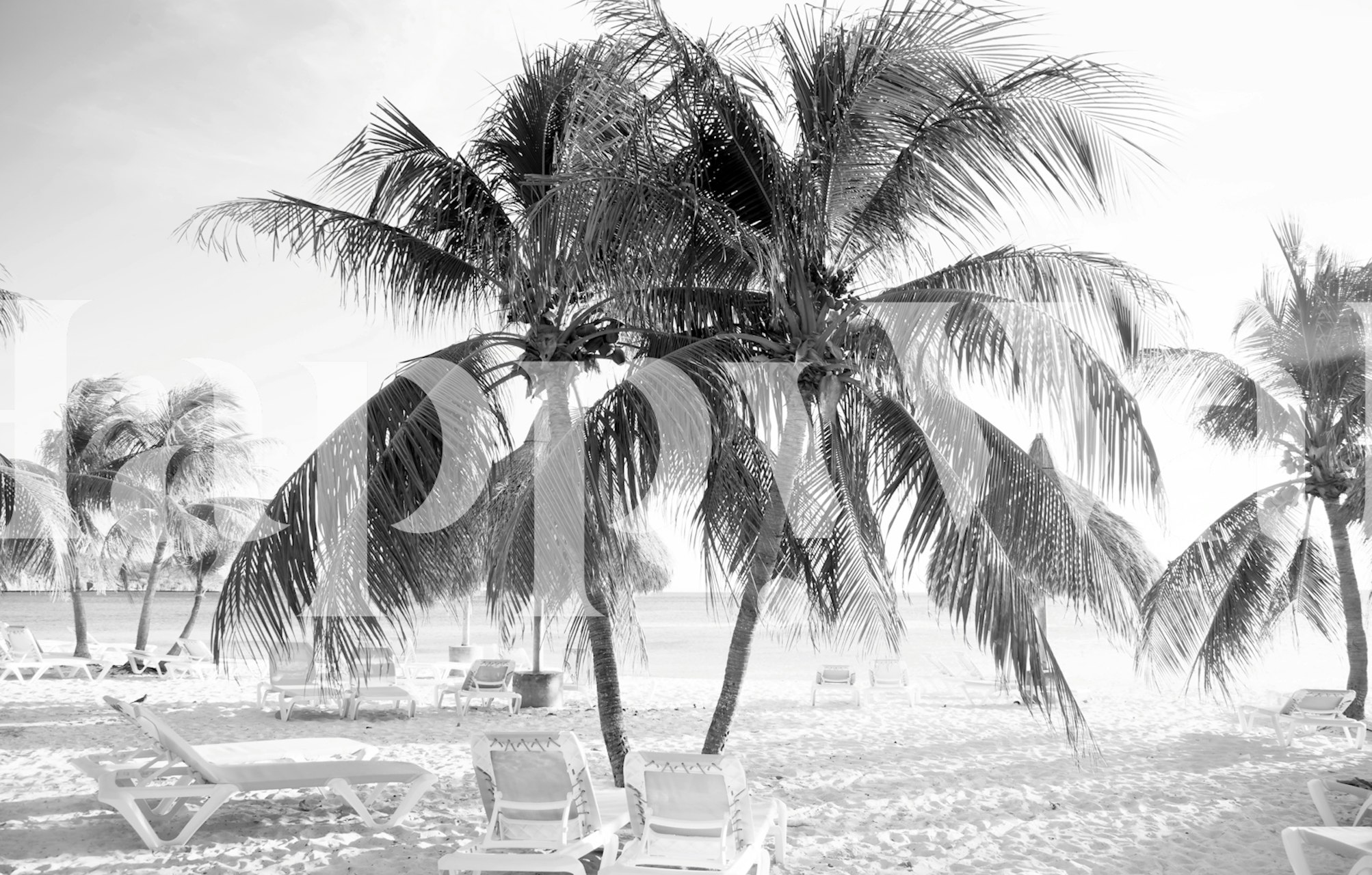 Caribbean Beach wallpaper with palm trees