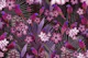 Exotic Bird Paradise 1