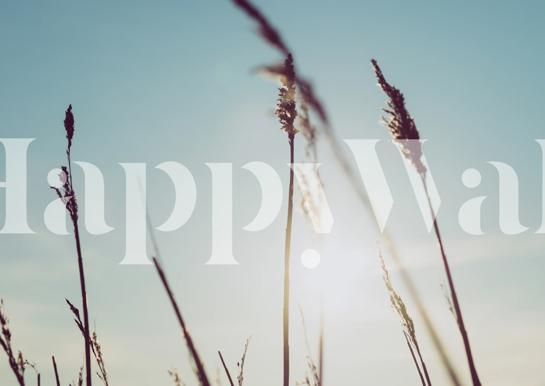 Tall reeds against a bright sky wallpaper