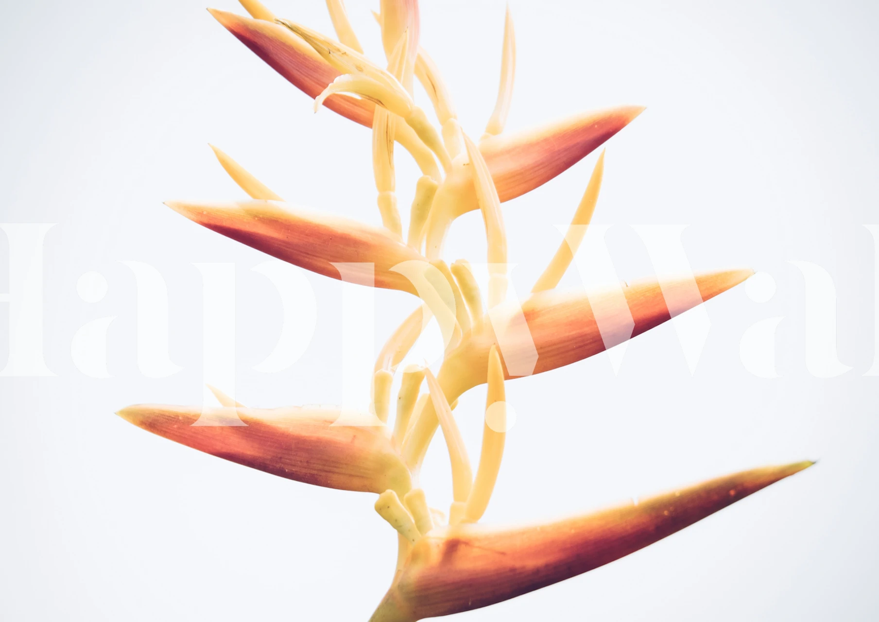 Heliconia flower wall mural with orange and yellow tones on a white background