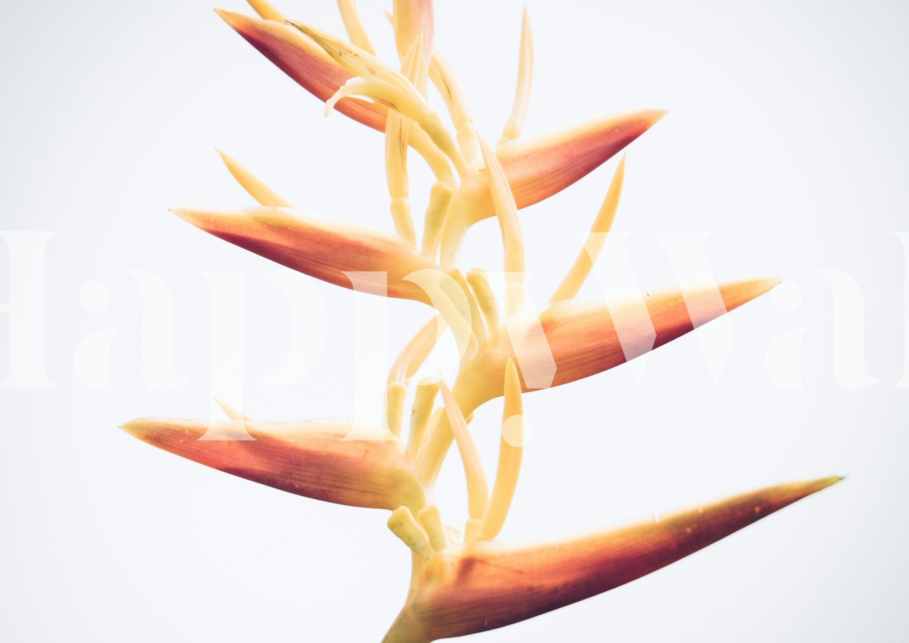 Heliconia flower wall mural with orange and yellow tones on a white background