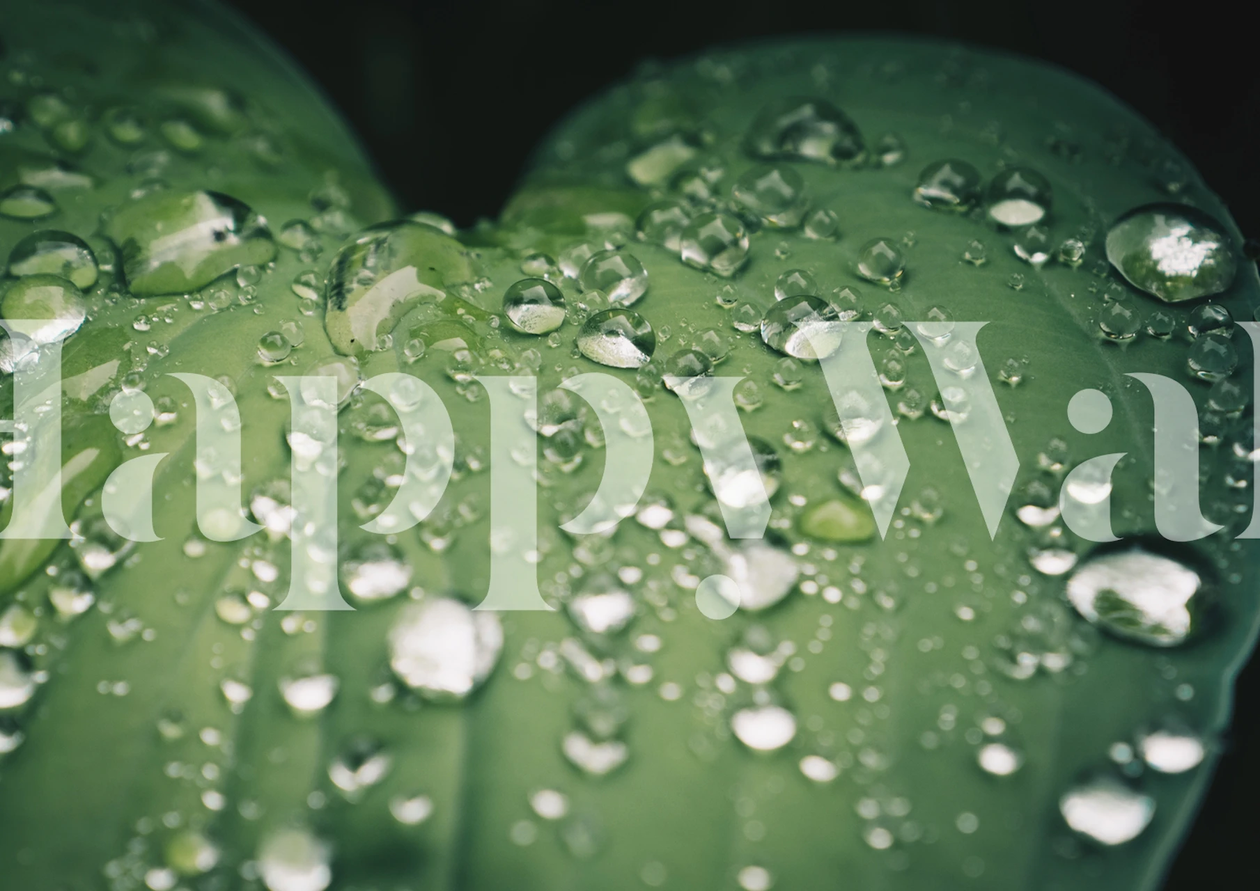 Morning leaves med vattendroppar