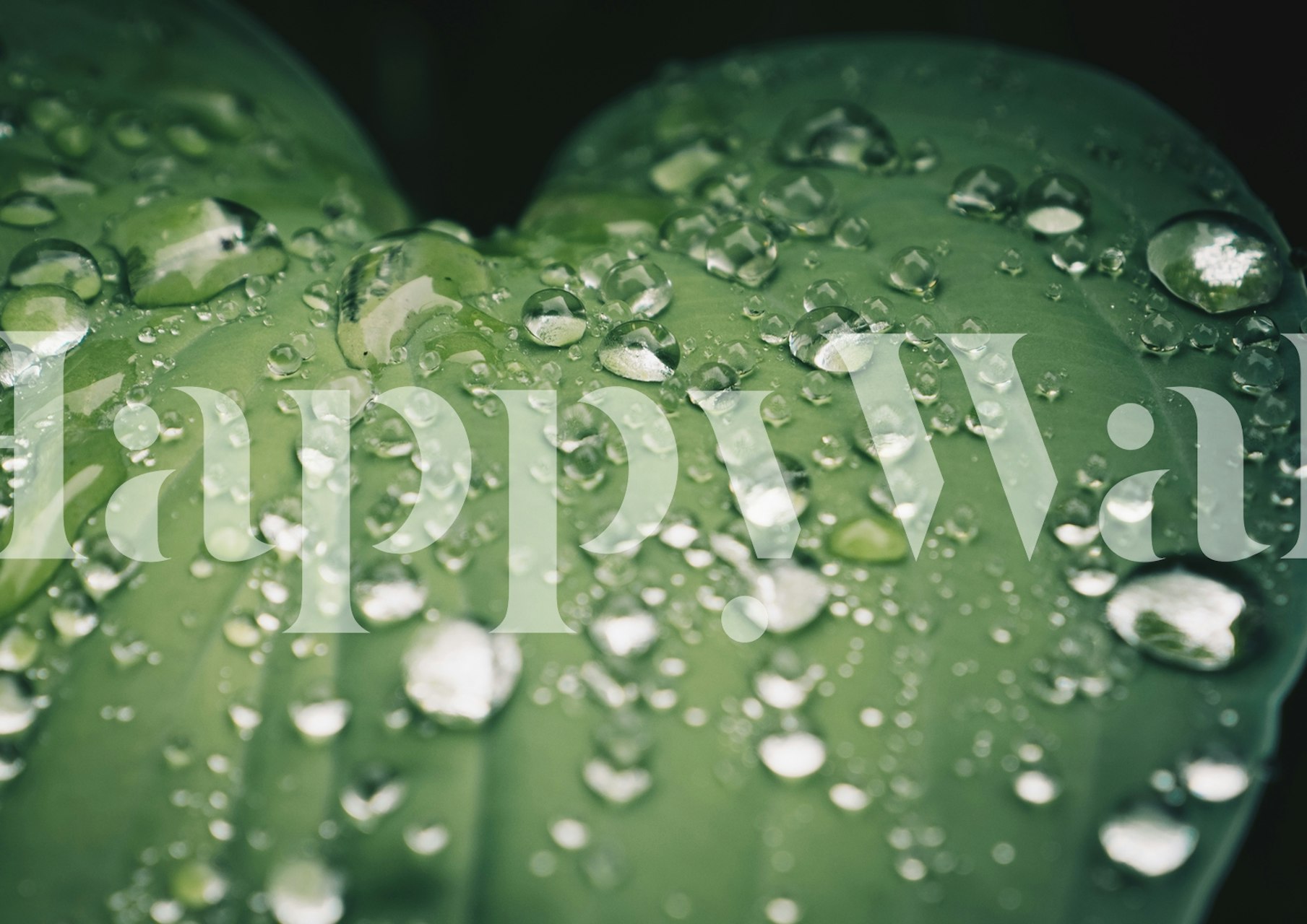 Morning leaves vesipisaroilla