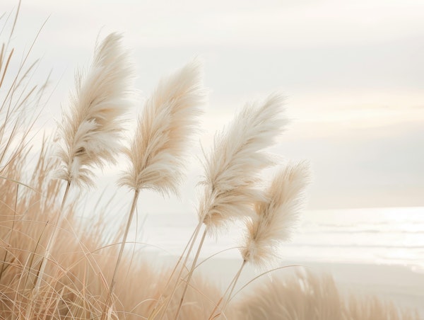 Pampas grass in evening light