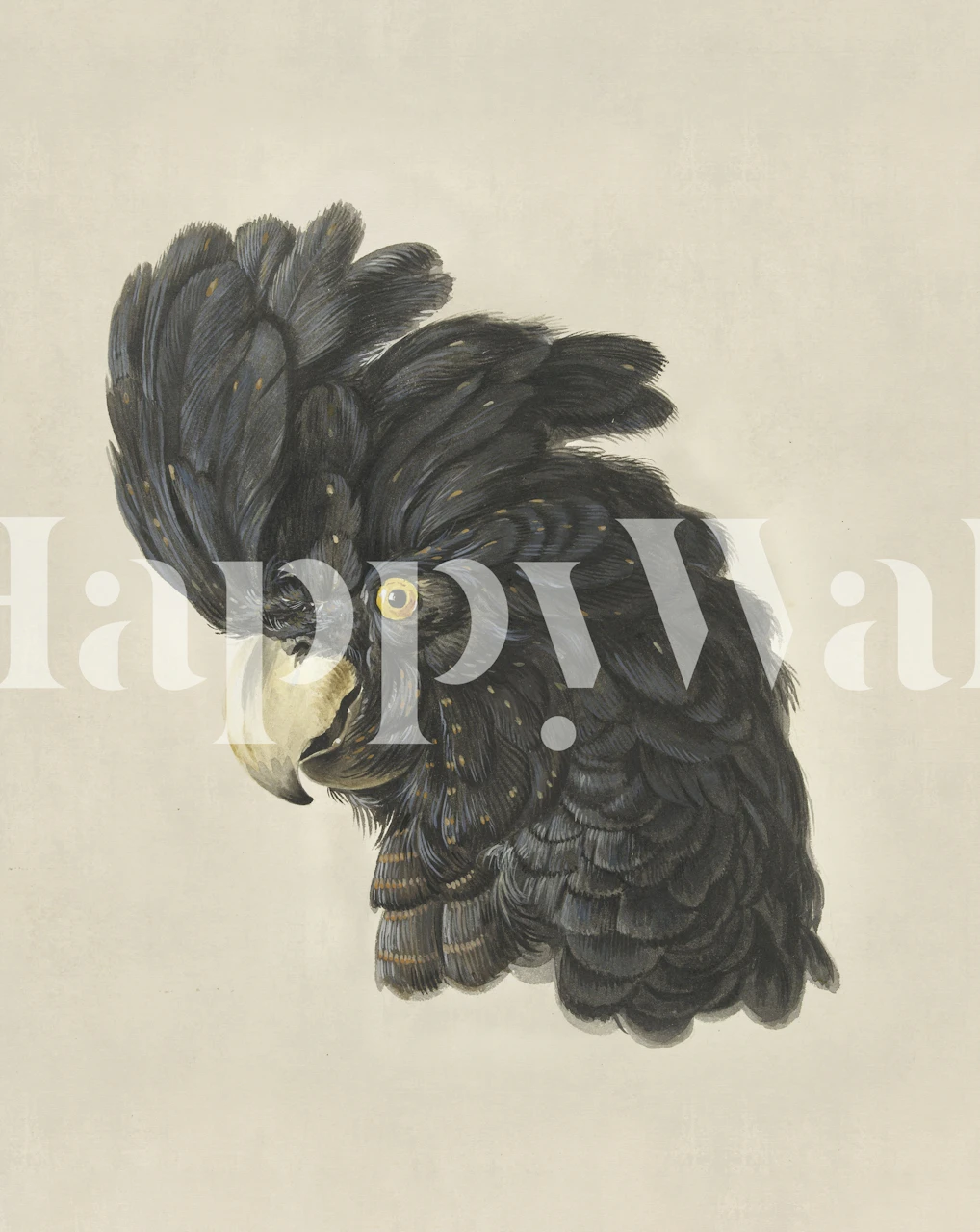 Black cockatoo portrait with detailed feathers on a light background wallpaper