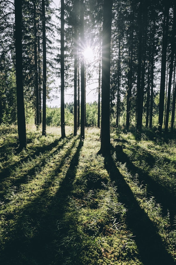 Trees in Hälsingland