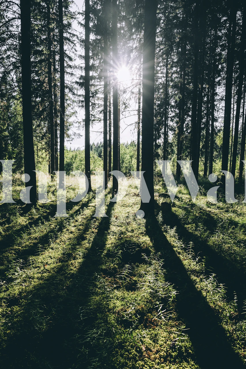 Tall trees in a forest with sunlight filtering through, green tones wallpaper