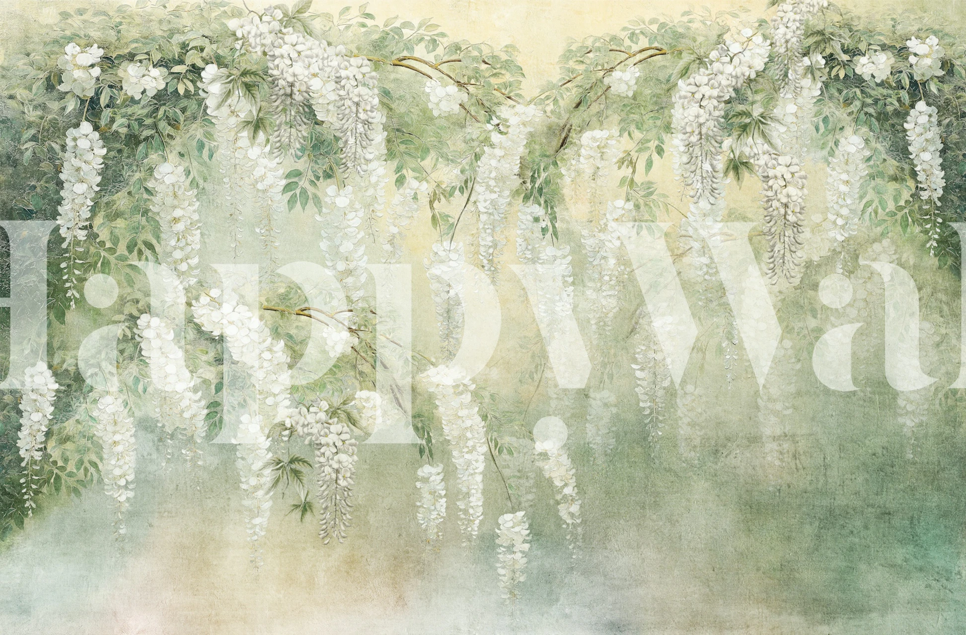 White wisteria flowers hanging on a soft green background wallpaper