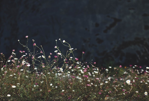 Flowers - Wild Daisy Meadow