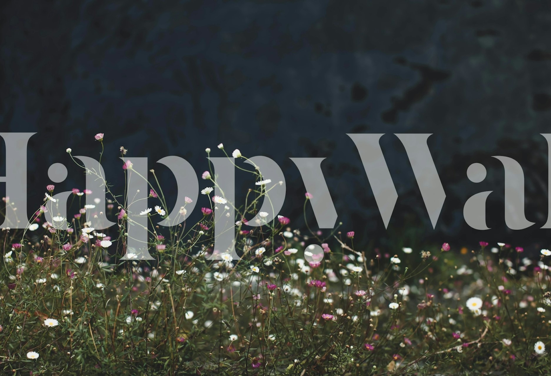 Delicate pink and white wild daisies on dark background wallpaper