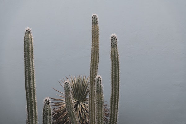 Caribbean Cactus Grove Charm 1