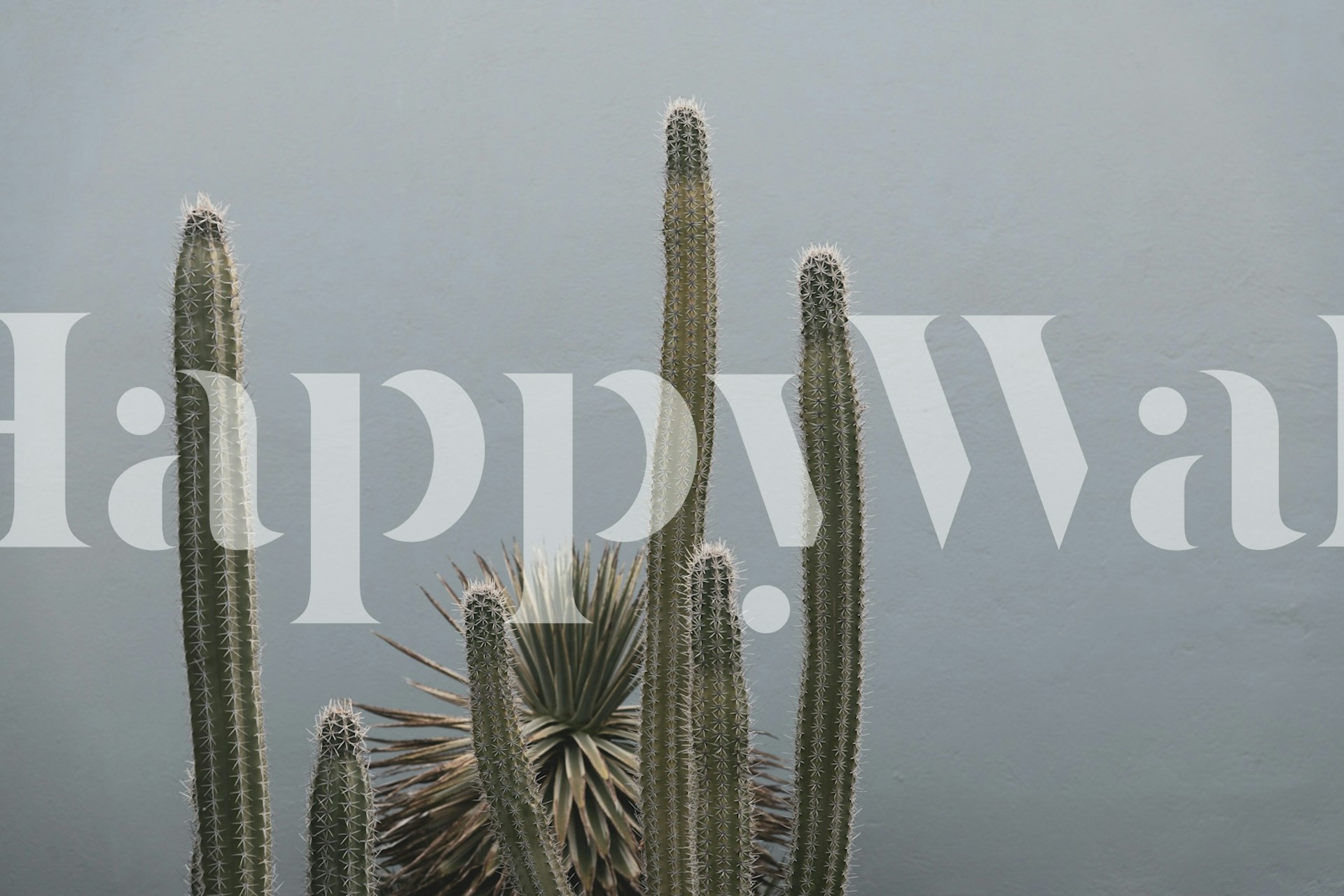 Papel de parede Caribbean Cactus Grove Charm em um quarto