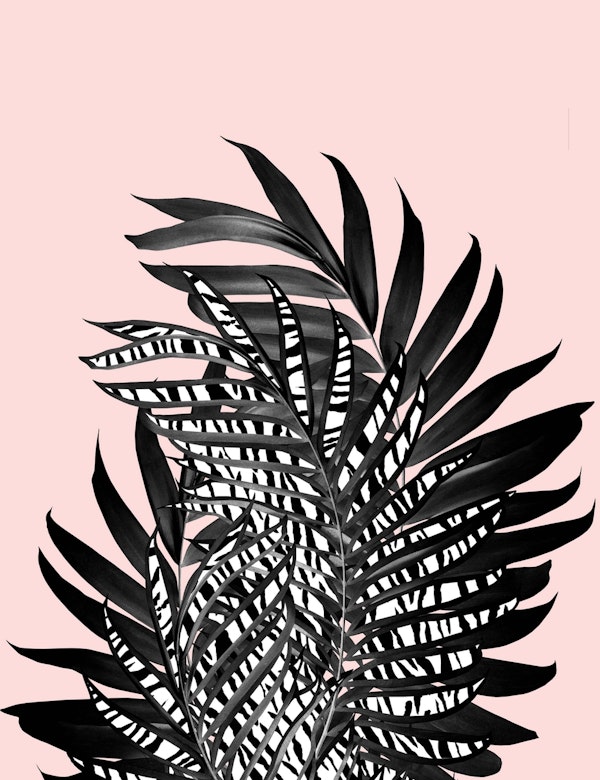 Palm Leaves Tiger Stripe  1