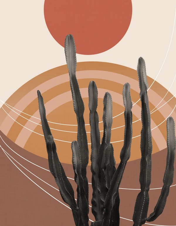 Cactus in the Desert 1