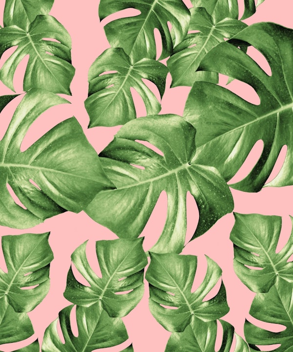 Monstera Leaves Blush Summer 1