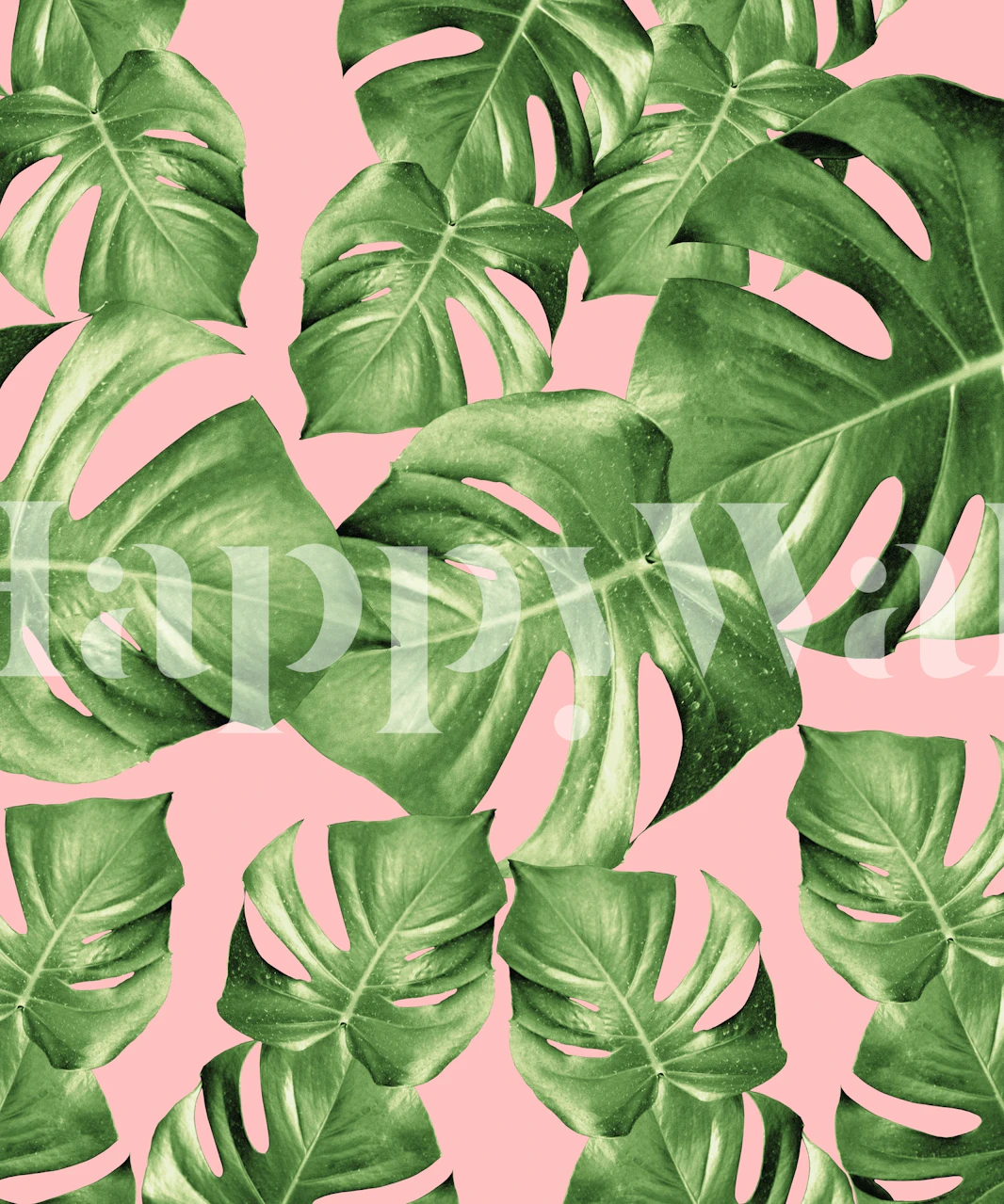 Monstera pozostawia na różowej fototapecie w tle