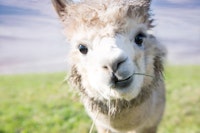 Cute Alpaka 1 papiers peint