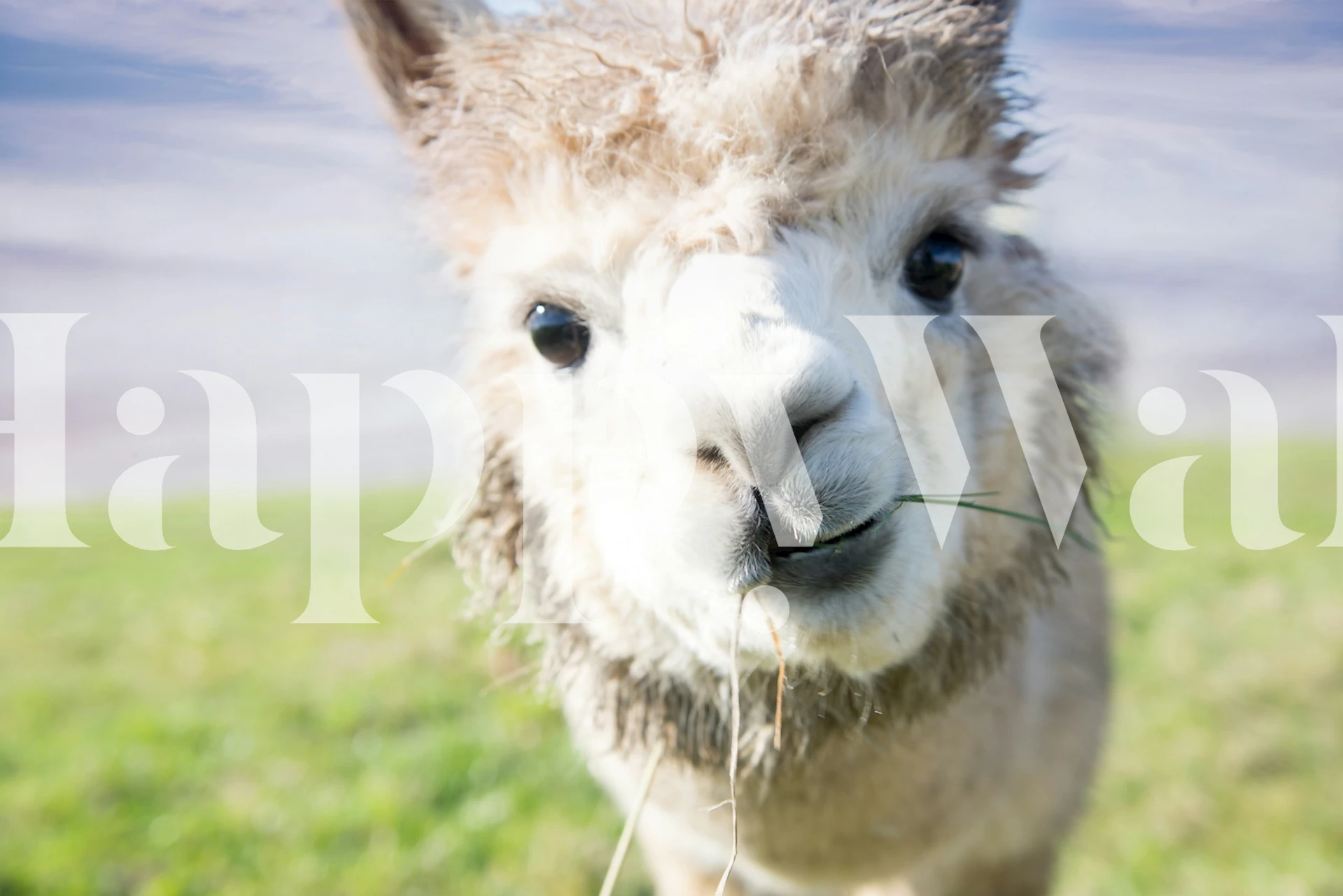 Cute alpaca wallpaper in a room setting