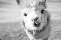 Cute Alpaka bw 1 papiers peint