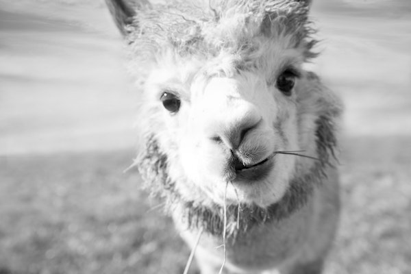 Cute Alpaka bw 1
