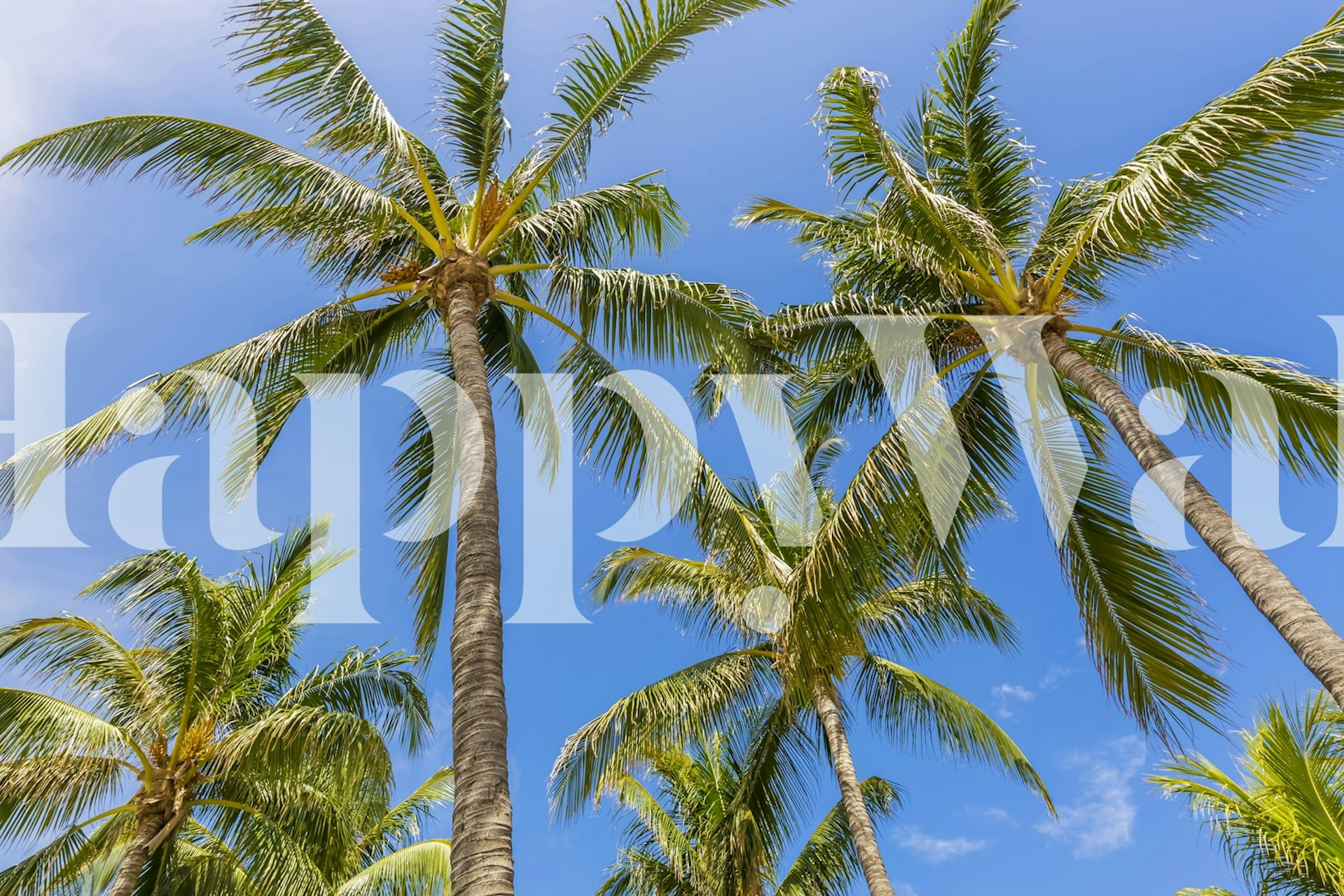 Palm trees under a blue sky in tropical wallpaper