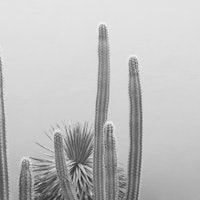 Caribbean Cactus Grove Charm 2 tapet