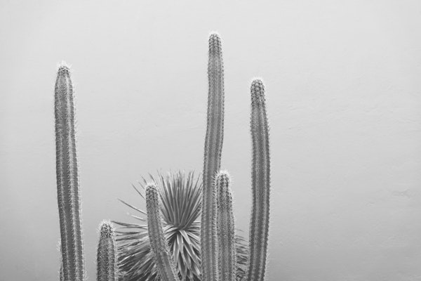 Caribbean Cactus Grove Charm 2