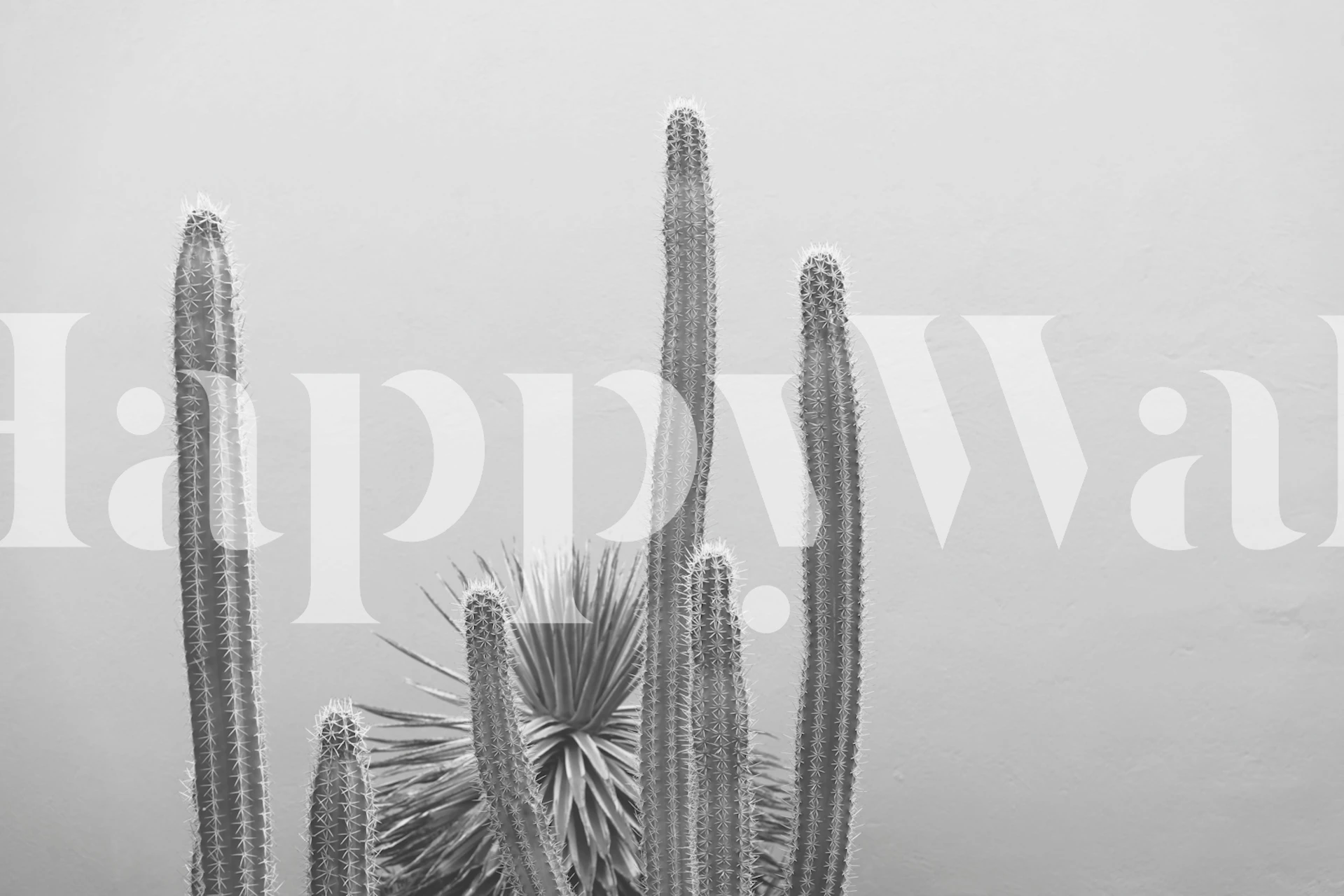 Caribbean Cactus Grove Charm 2 wallpaper in a room