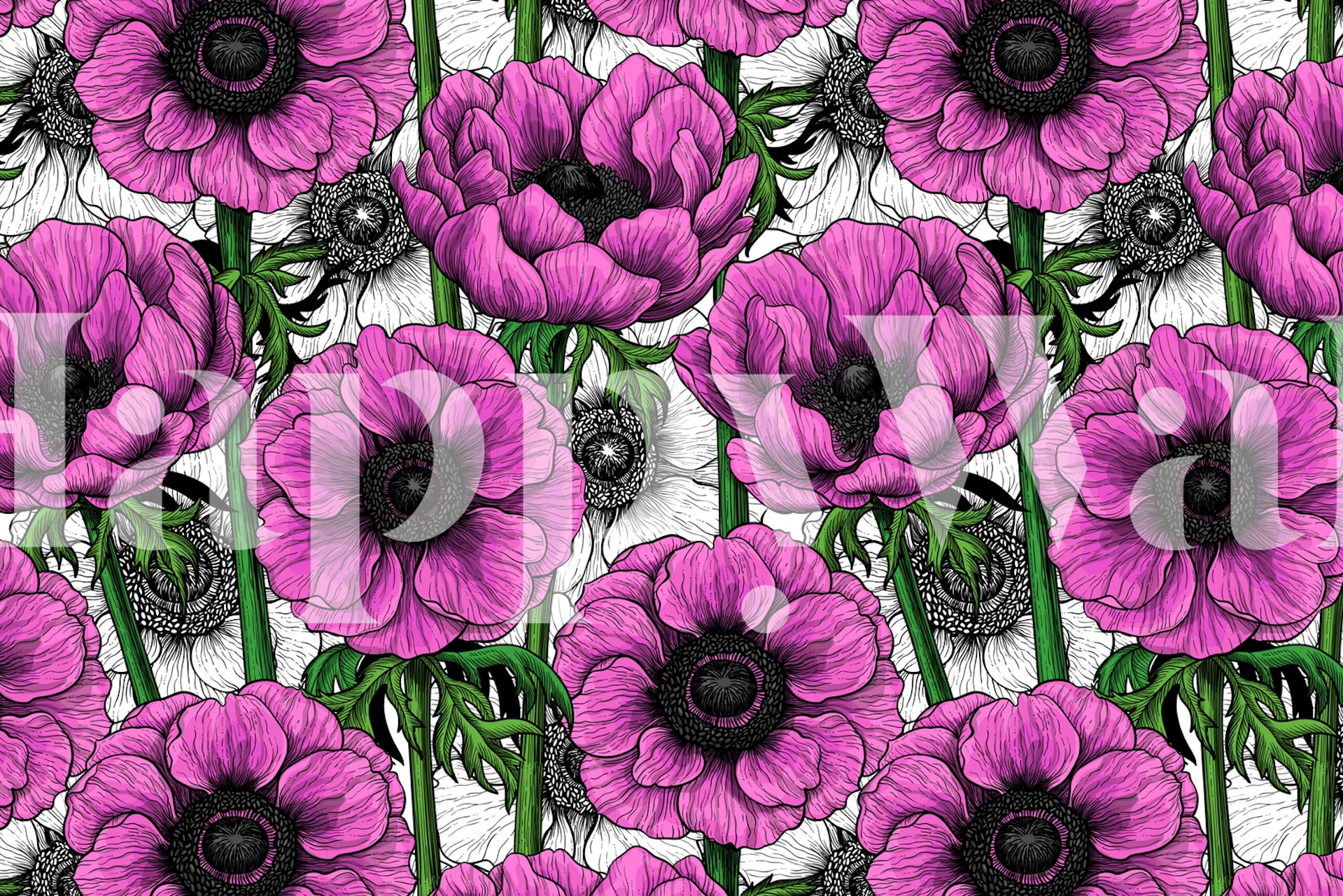 Pink anemone flowers with black centers and green stems wallpaper
