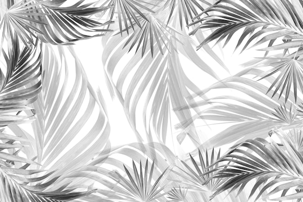 Monochrome Palm Bliss 1