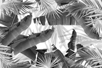 Monochrome Palm Banana Leaves Bliss 1 tapete