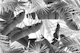 Monochrome Palm Banana Leaves Bliss 1