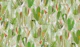 Eden in light green orange