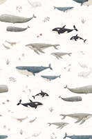 Whales species tapetit