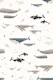Whales species