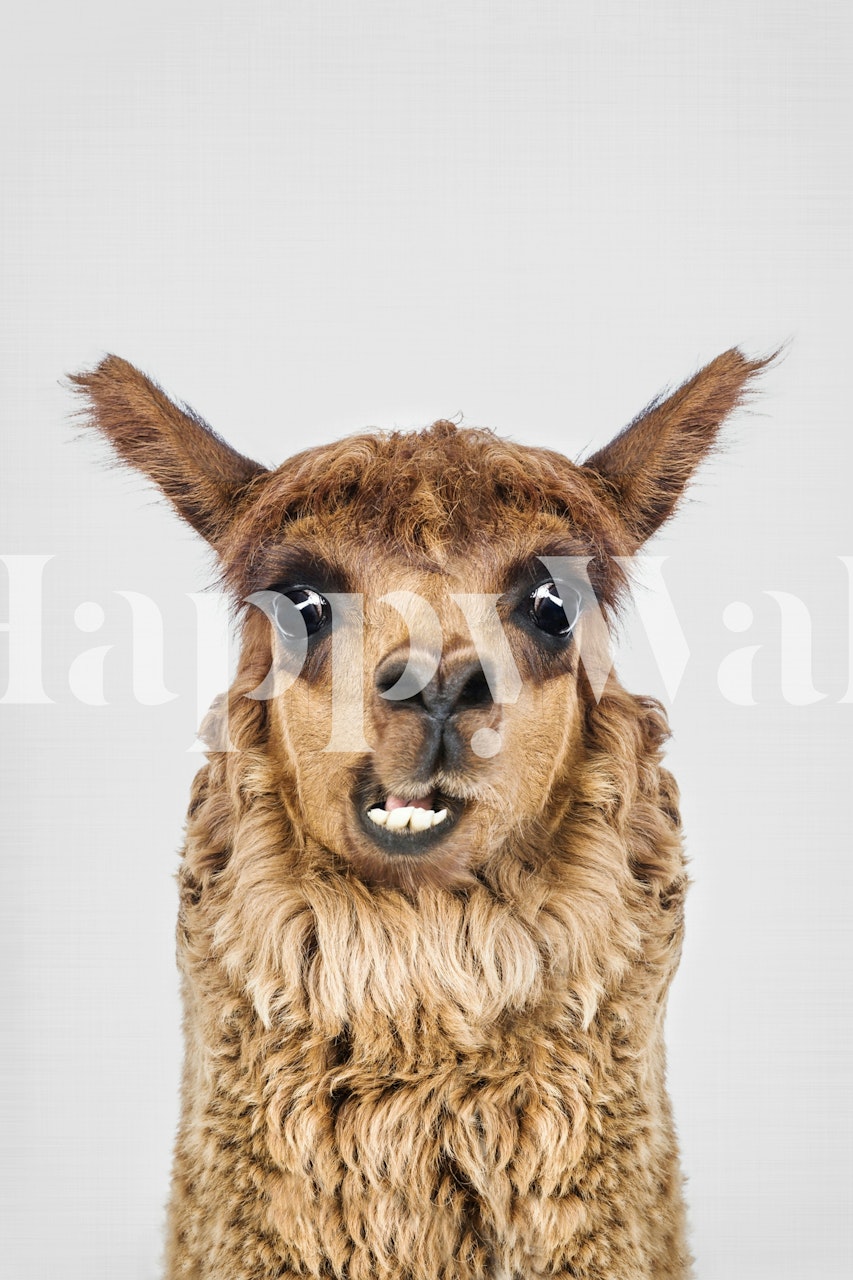 Happy Alpaca tapet i ett rum