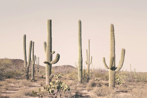 Desert Cactus Vista