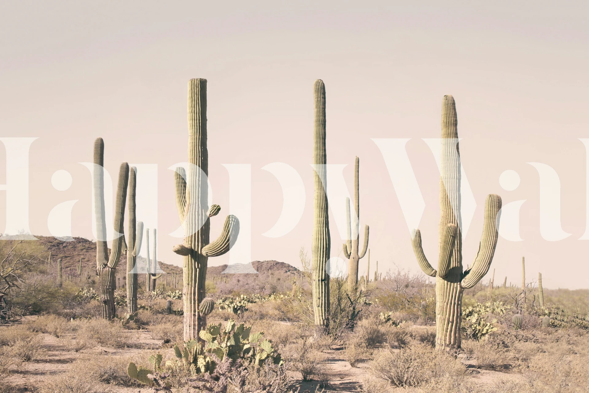 Papel de parede Desert Cactus Vista em um quarto